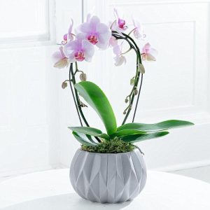 Orchids For Sale
