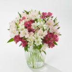 Amazing Alstroemeria