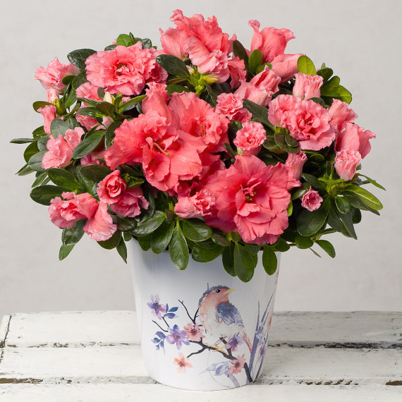 Pink Azalea In Ceramic Bird Pot – Beautiful & Affordable Orchids by Post