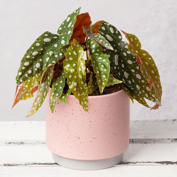 Polka Dot Begonia Beautiful Affordable Orchids By Post   Polka Dot Begonia 