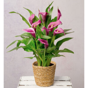 Purple Calla Lily Plant