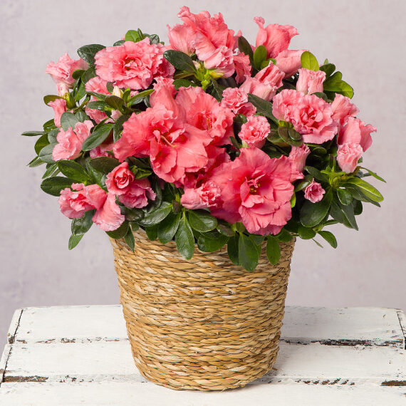 Pink Azalea in Seagrass Pot – Beautiful & Affordable Orchids by Post