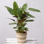 Calathea in Jute Pot