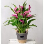 Purple Calla Lily in Grey Pot