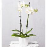 Twin Phalaenopsis in Ceramic Pot