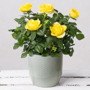 Yellow Rose in Ceramic Pot