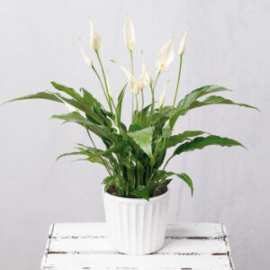 Peace Lily in Ceramic Pot