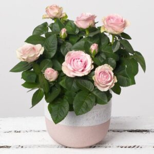 Pink Rose in Stoneware Pot