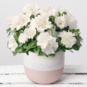 White Azalea in Stoneware Pot